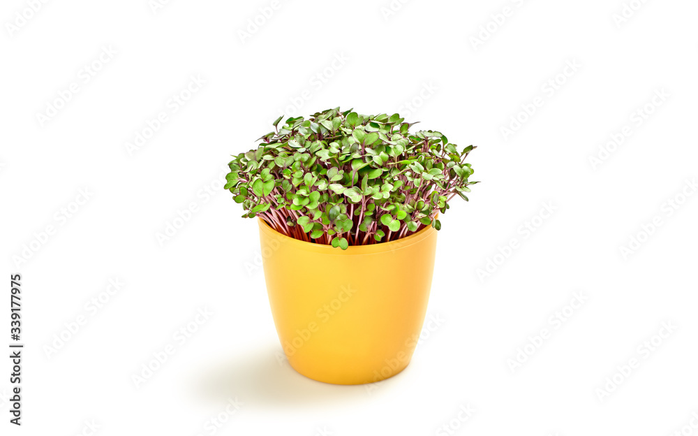 Microgreens cabbage sprouts in pot isolated on white background. Vegan micro kohlrabi cabbage green shoots. Growing healthy eating concept. Sprouted seeds, microgreens, minimal design