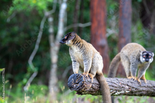 Lemurs on a log hanging over the water