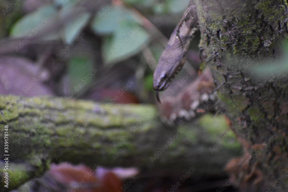 Snake on a tree with tongue out