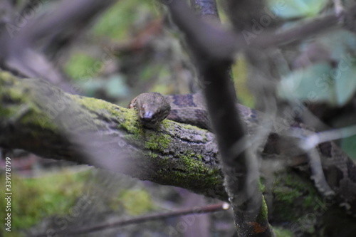 Snake on a tree  © LauraE