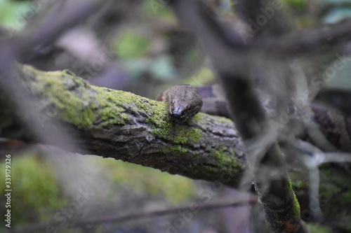 Snake on a tree 