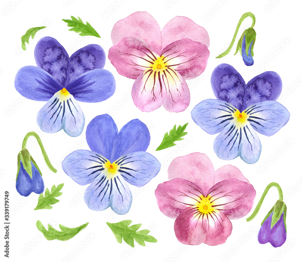 Set of delicate watercolor viola flowers. Violets of blue and pink flowers isolated on white background