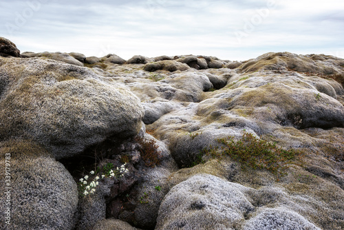 Unaccustomed Iceland landscape with lava field covered with brown moss Eldhraun from volcano eruption and cloudy sky