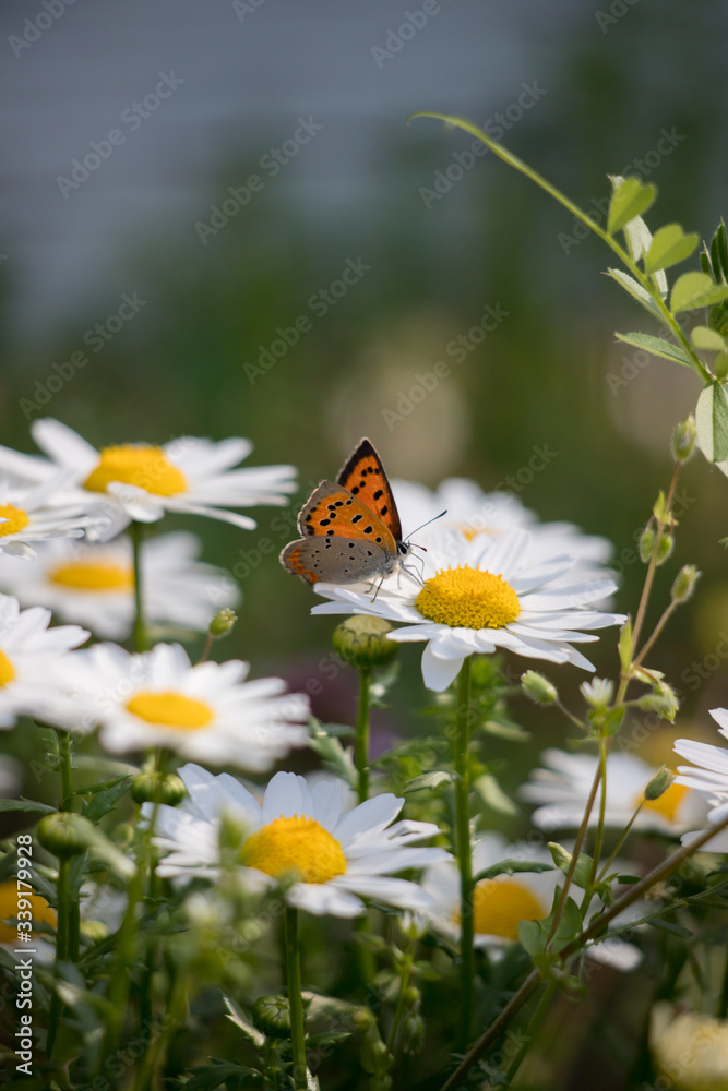 春の満開のマーガレットの花と蝶々 春の満開のマーガレットの花と蝶々