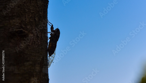 Zikade an Baum im Gegenlicht vor blauem Himmel - cicada, Auchenorrhyncha, Cicadina photo