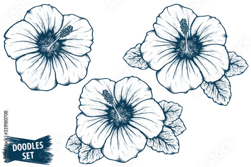 Hibiscus flower sketch. Tropical plant doodle. Floral scrawl. Scrible vector. Jungle nature. Hand drawn effect petal illustration. Highly detailed hibiscus blossom and leaves drawing.