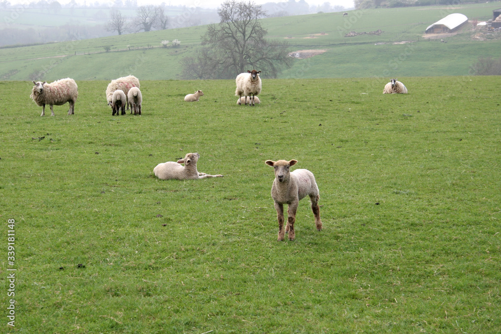 A field of sheep during lambing season in the UK A field of sheep during lambing season in the UK