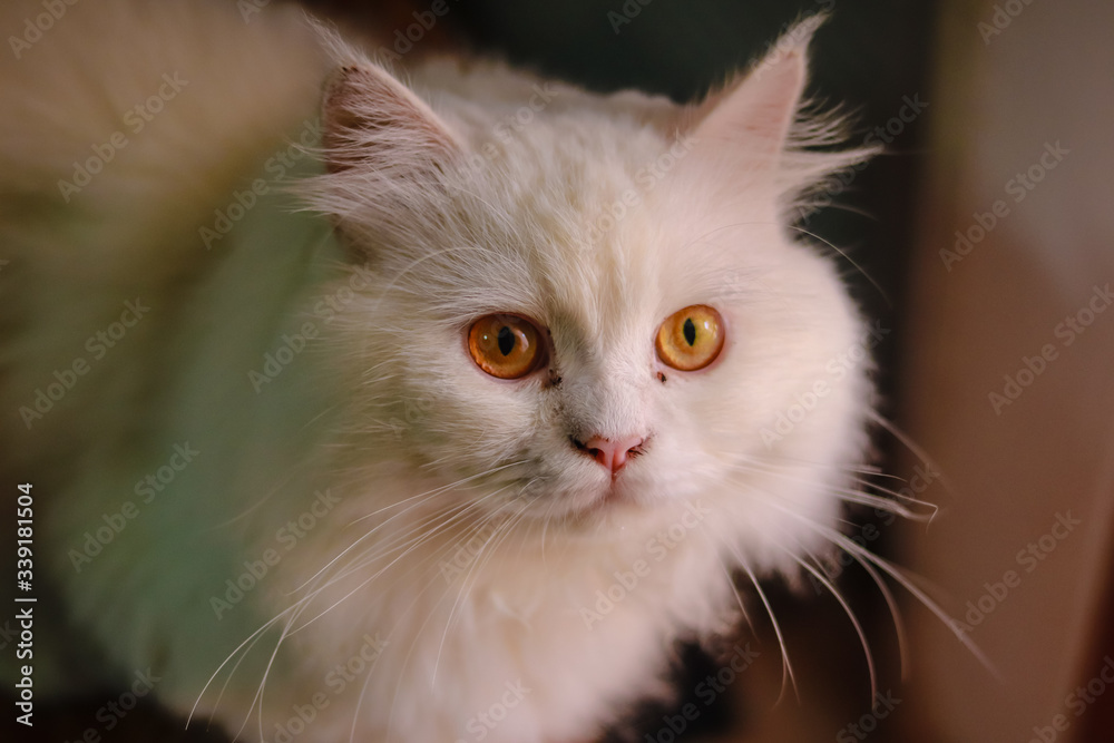 Cute persian cat is on the floor in bedroom