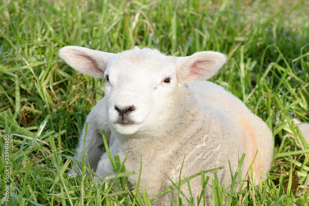 Fototapeta premium A ewe sat in a field in Oxfordshire in th UK