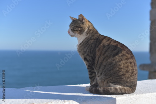 cat on the beach