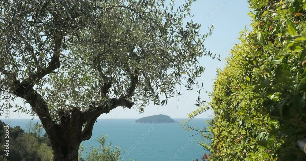 Garden with climbing plants of rincospermum on the Ligurian sea. Gulf of La Spezia near the Cinque Terre. Olive and jasmine plants. Garden with climbing plants of rincospermum on the Ligurian sea. Gulf of La Spezia near the Cinque Terre. Olive and jasmine plants.