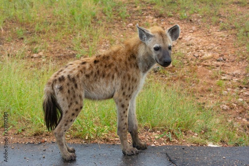 Hyena puppy on a road.