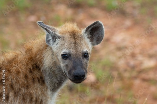 Small hyena looking at the camera.