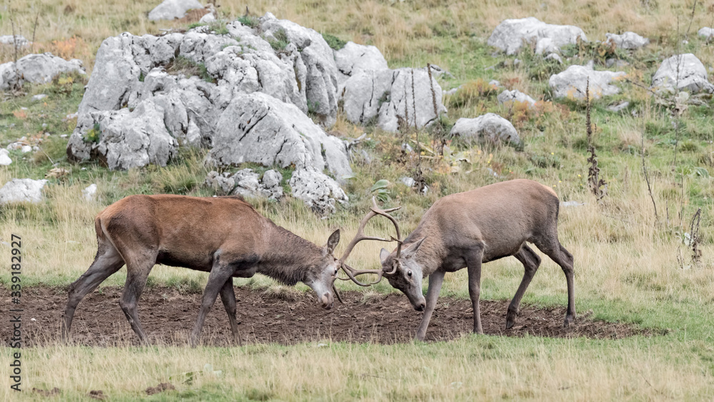 Battle between Red deer in breeding season (Cervus elaphus) Battle between Red deer in breeding season (Cervus elaphus)