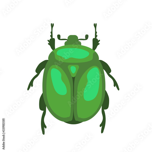 Flower chafer vector