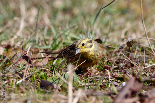 Yellowhammer emberiza citrinella female looking for food on ground in village garden. Cute little common country songbird in wildlife.