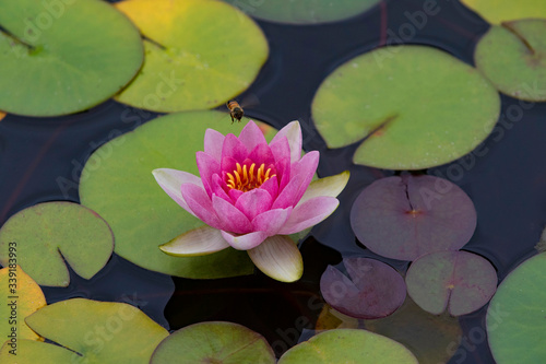 Beautiful pink waterlily flower in pond