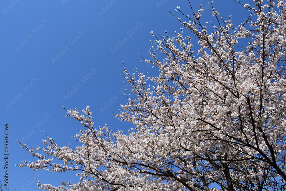 푸른하늘과 만개한 벚꽃
