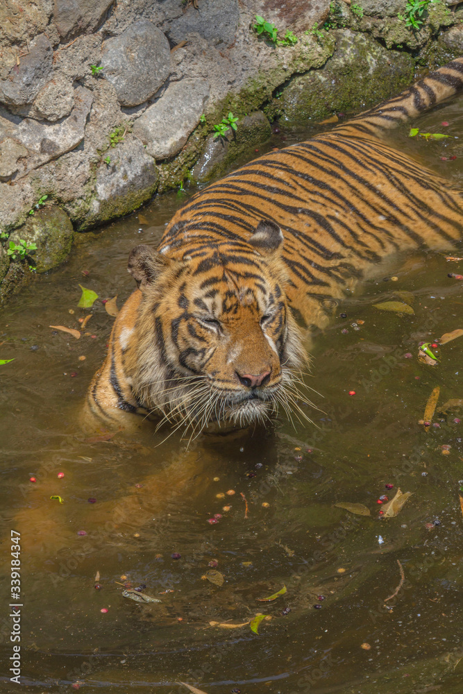 Beautiful tigress taking a bath in the cage Beautiful tigress taking a bath in the cage