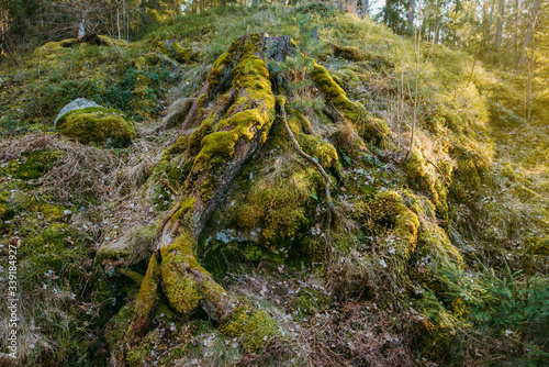 green moss on forest background, moss grows on the roots of the stump