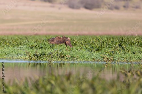 Western marsh harrier, Circus aeruginosus hunting in nature. © benna23