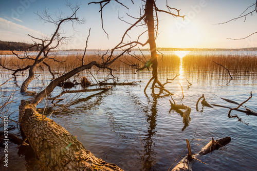 evening landscape, sunset over the lake, broken tree in water
