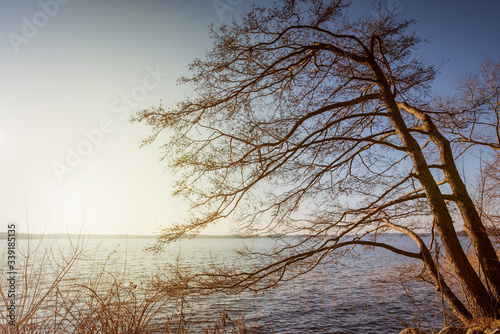 trees over water, beautiful view of the lake, trees on water background
