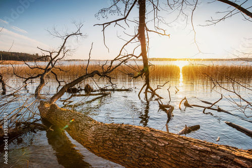 evening landscape, sunset over the lake, broken tree in water