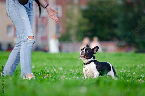 Small French bulldog puppy. Young energetic dog is walking and playing with its owner. How to protect your dog from overheating in summer time. The Dog is getting thirsty.