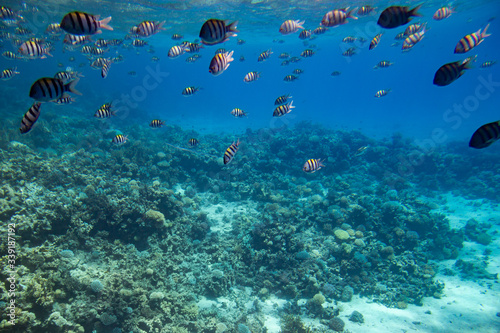 fish swim among coral in the Red Sea