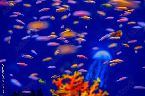  beautiful aquarium fish in a neon glow