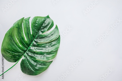 green fresh leaf of monstera on white background copy space