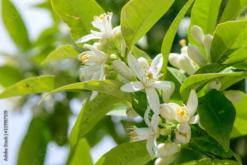Orange blossoms growing on an orange tree branch.