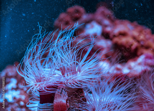 Bilde på lerret beautiful marine aquarium with fish and marine fauna