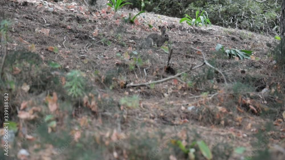 RAGGIO DI SOLE TRA I RAMI DI UNALBERO RAGGIO DI SOLE TRA I RAMI DI UNALBERO