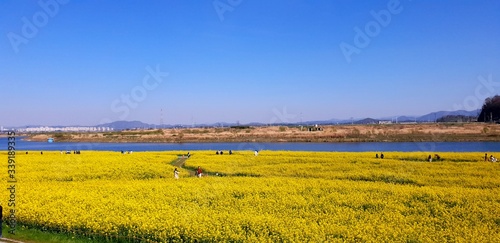 field of yellow flowers