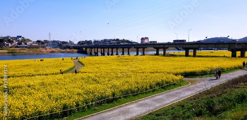 landscape with yellow flowers