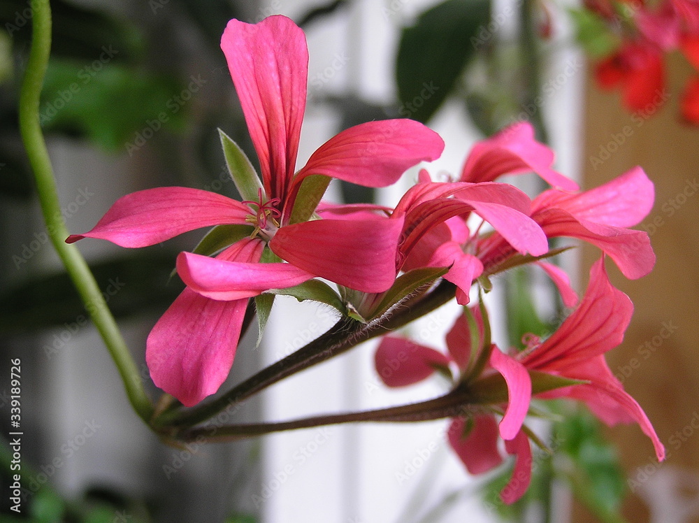 Fototapeta premium Home planted flowers on the balcony