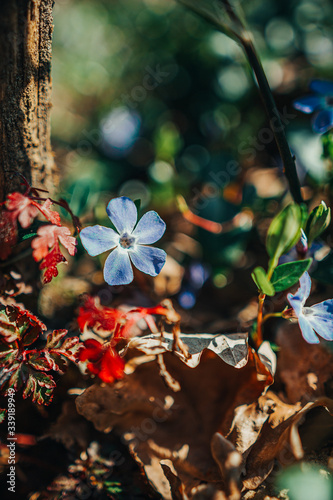 wild flowers in the forest - Blooms of the Spring