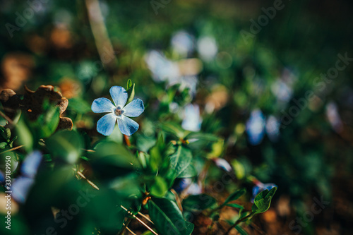 forget me not flowers in the forest - Blooms of the Spring