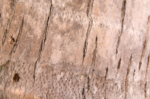 grunge timber with cracks, without bark