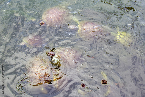 small freshwater turtles, searching for food