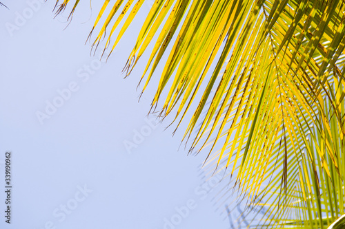 fragments of palm leaves  against the sunny sky