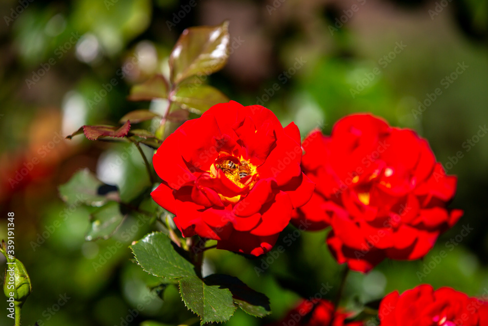 Close-up image of an isolated red rose from the International Rose Test Garden in Oregon.