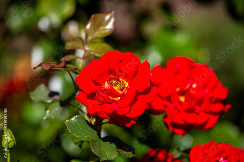 Obraz na płótnie Close-up image of an isolated red rose from the International Rose Test Garden in Oregon. w salonie