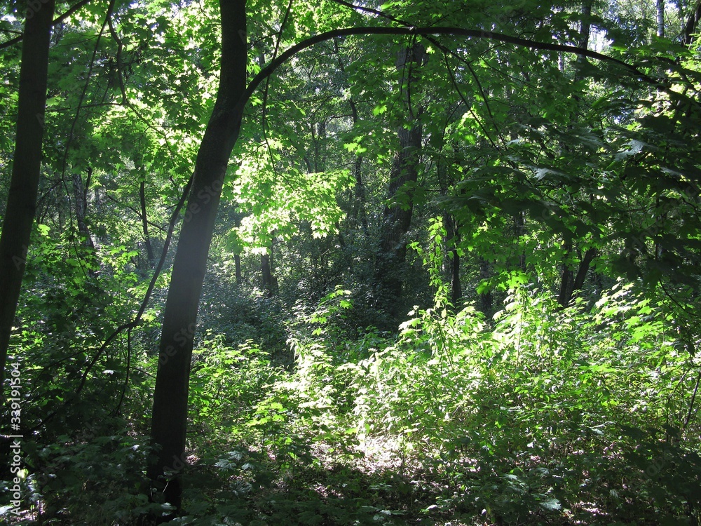 Naklejka premium sun rays in the forest