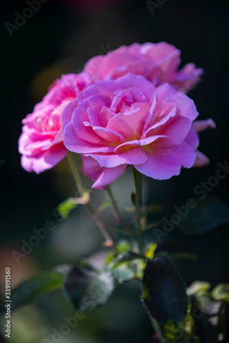 Obraz na płótnie Close-up image of an isolated purple rose from the International Rose Test Garden in Oregon. w salonie