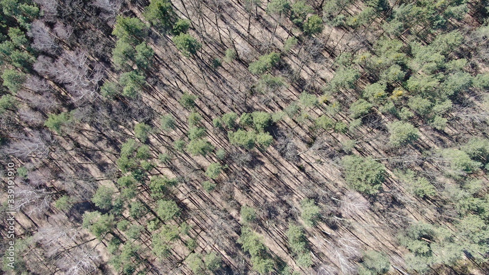 Aerial footage of a forest during a sunny day with long shadows of a trees.