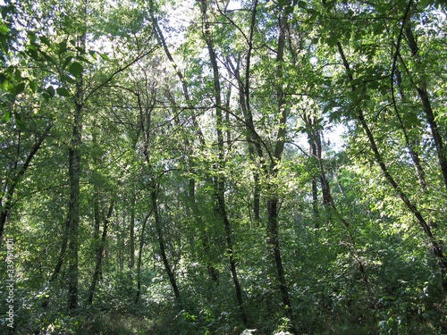 trees in the forest