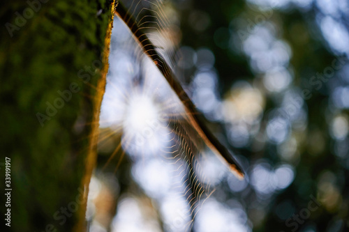 Spider web on a tree trunk photo